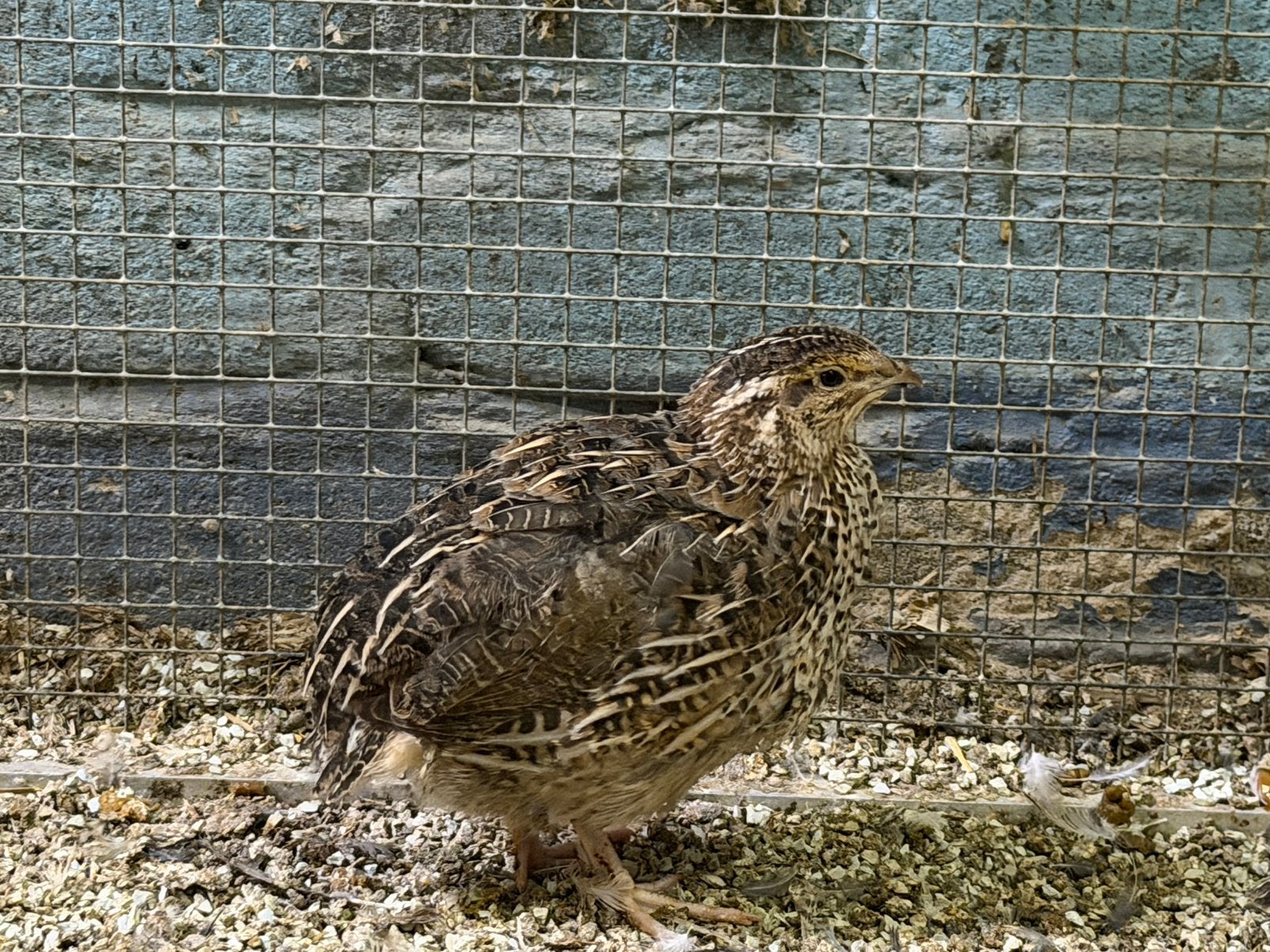 Japanse kwartels, Dieren en Toebehoren, Meerdere dieren