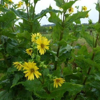 Zaden Silphium perfolatium, Tuin en Terras, Ophalen of Verzenden, Volle zon