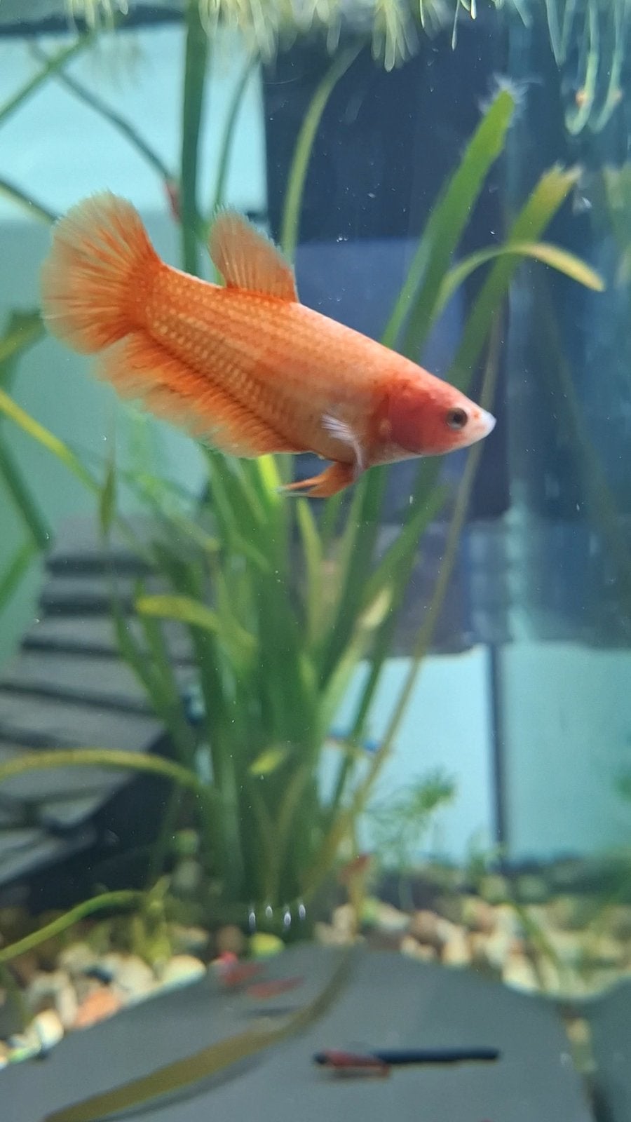 Betta vrouw, Dieren en Toebehoren, Vis
