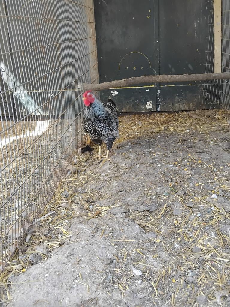 Wyandotte haan, Dieren en Toebehoren, Pluimvee, Mannelijk, Kip