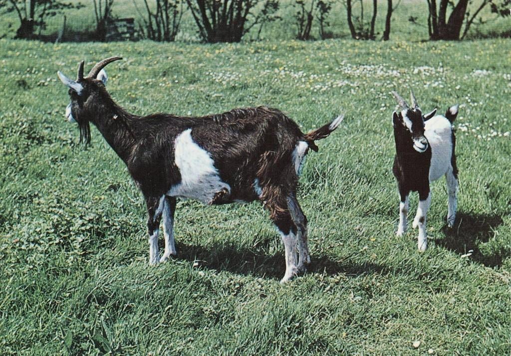 dieren, Verzenden, 1960 tot 1980, Gelopen, Wild dier