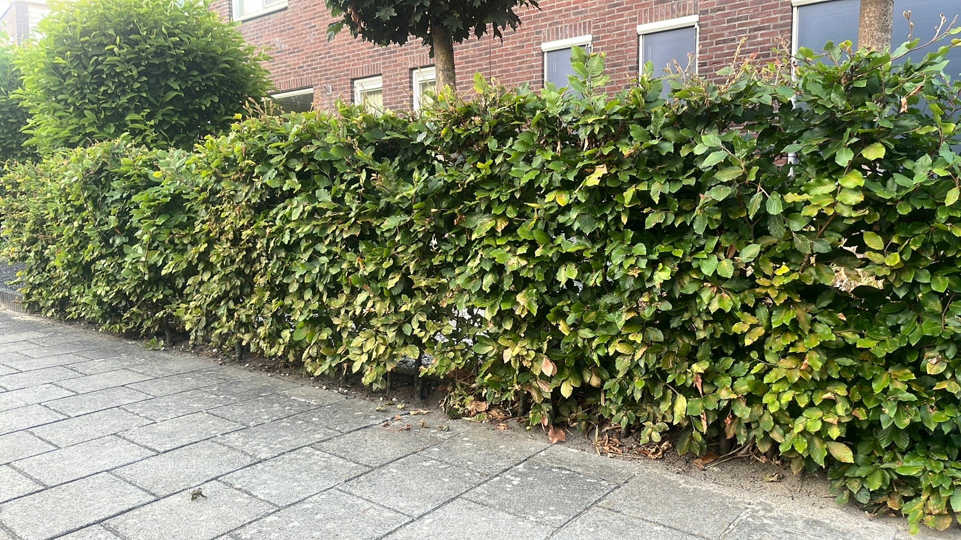 Beukenhaag groen, Ophalen, Beukenhaag, 100 tot 250 cm