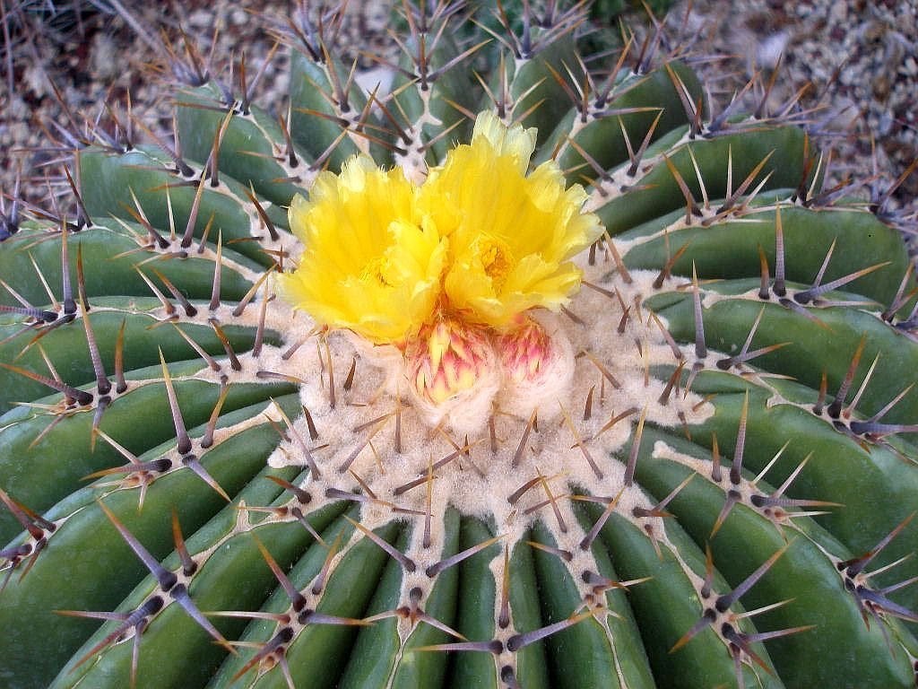 Cactus Echinocactus Ingens (Ferocactus Ingens ) 24cm pot, Huis en Inrichting, Kamerplanten, Ophalen of Verzenden, Minder dan 100 cm
