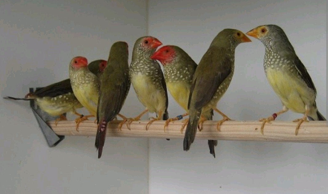 Koppels binsenastrildes verschillende kleuren, Dieren en Toebehoren, Vogels | Overige Vogels, Meerdere dieren, Tropenvogel