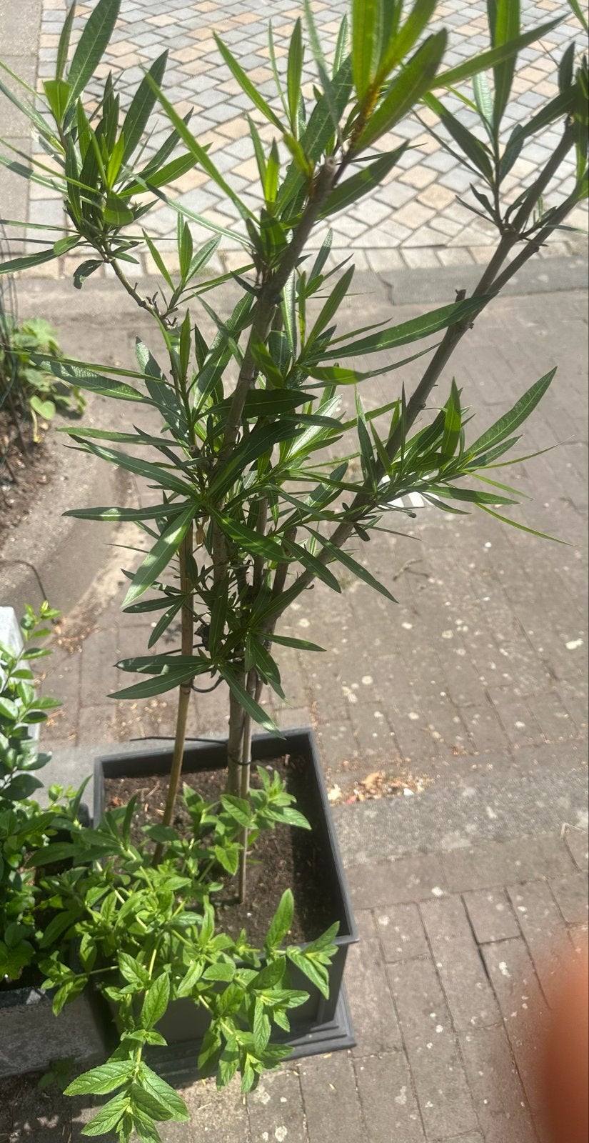 Oleander plant in pot, Volle zon, Vaste plant, Zomer, Ophalen