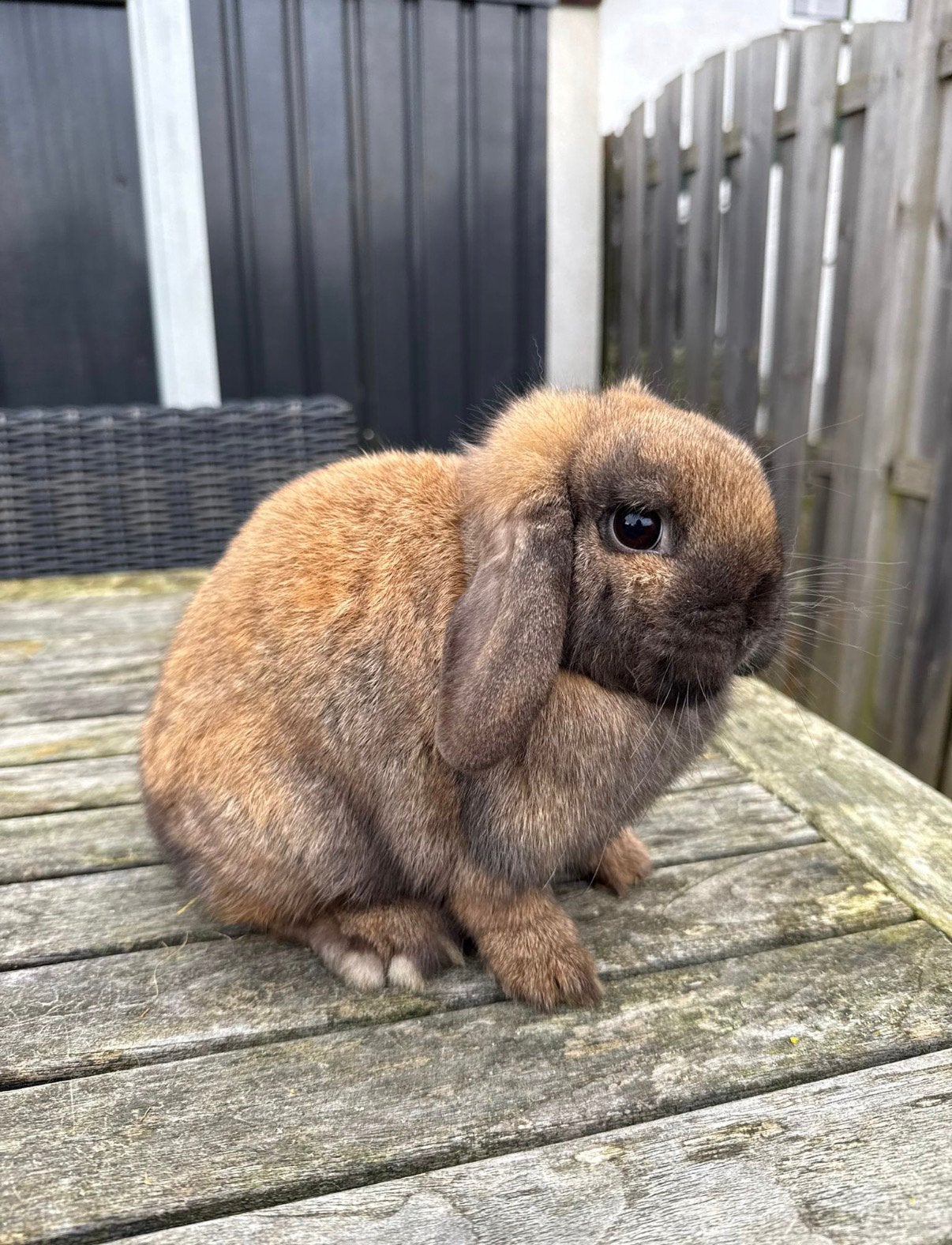 Lief hangoor dwerg konijntje, Vrouwelijk, Dwerg, Hangoor