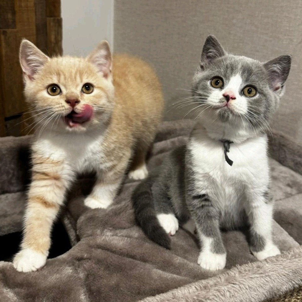Britse korthaar kittens met stamboom, Meerdere dieren, Met stamboom, 0 tot 2 jaar