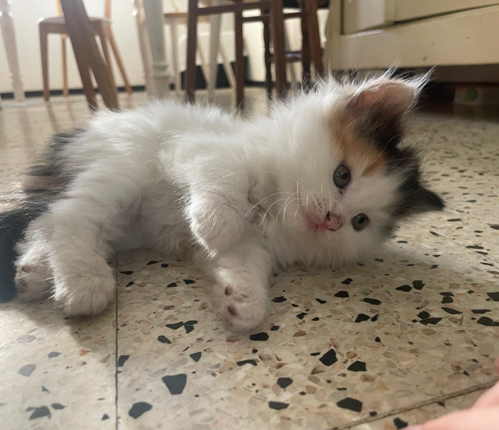 kittens, Poes, Langharig, 0 tot 2 jaar