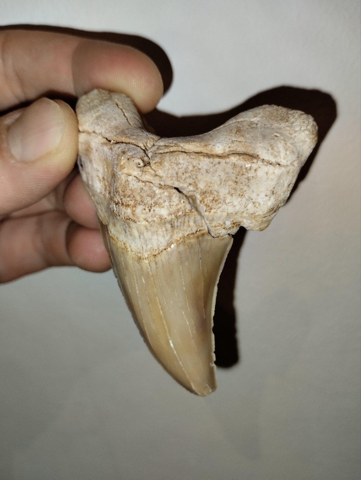 fossiele haaientand van prehistorische haai Otodus Obliquus, Ophalen, Fossiel