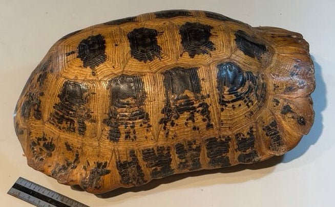 Schildpadschild - Decoratief object, Ophalen of Verzenden, Gebruikt, Reptiel of Amfibie, Overige typen