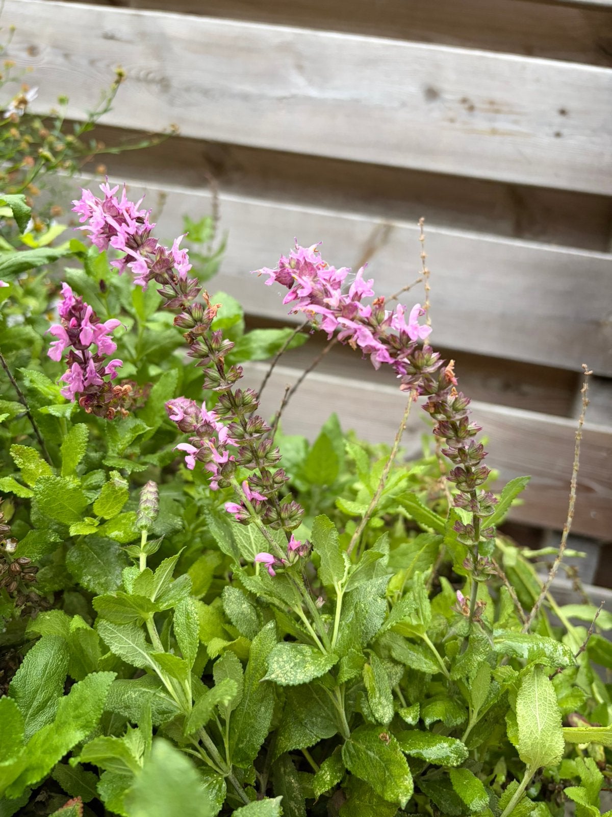Zaden Salvia Nemorosa roze uit eigen tuin  - zakje 20st, Ophalen of Verzenden, Voorjaar, Volle zon, Zaad