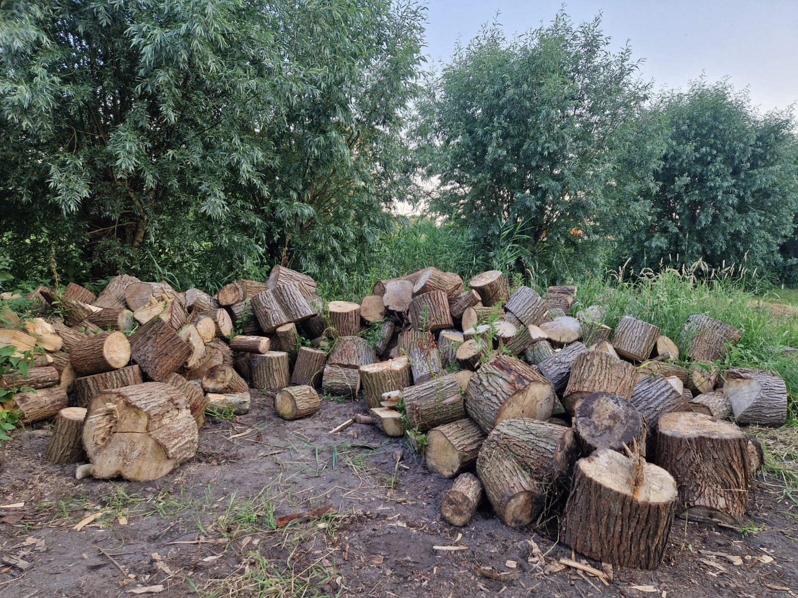 Wilgen hout/ kachelhout, 6 m³ of meer, Ophalen, Overige houtsoorten, Blokken
