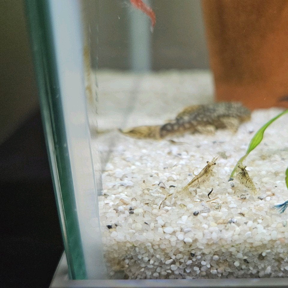 Neocardina garnalen, Dieren en Toebehoren, Vissen | Aquariumvissen, Kreeft, Krab of Garnaal