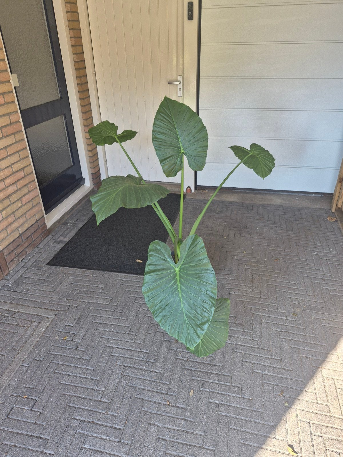 Grote Alocasia (Olifantsoor) - Prachtige Kamerplant, Tuin en Terras, Overige soorten, Vaste plant, Ophalen of Verzenden, Bloeit niet