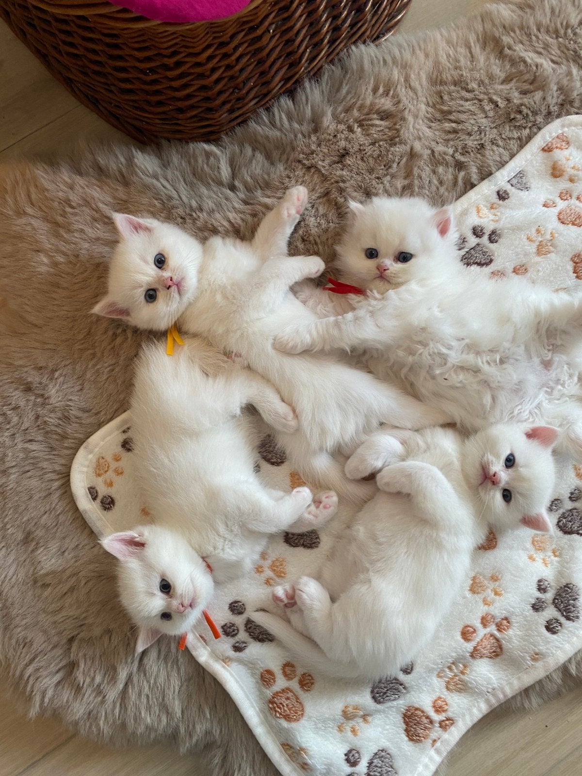 Britse korthaar kittens, Meerdere dieren