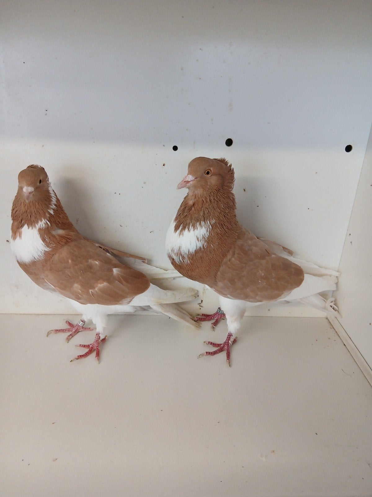 drie koppels paletwitzer kroppers, Dieren en Toebehoren, Vogels | Duiven, Meerdere dieren, Kropper