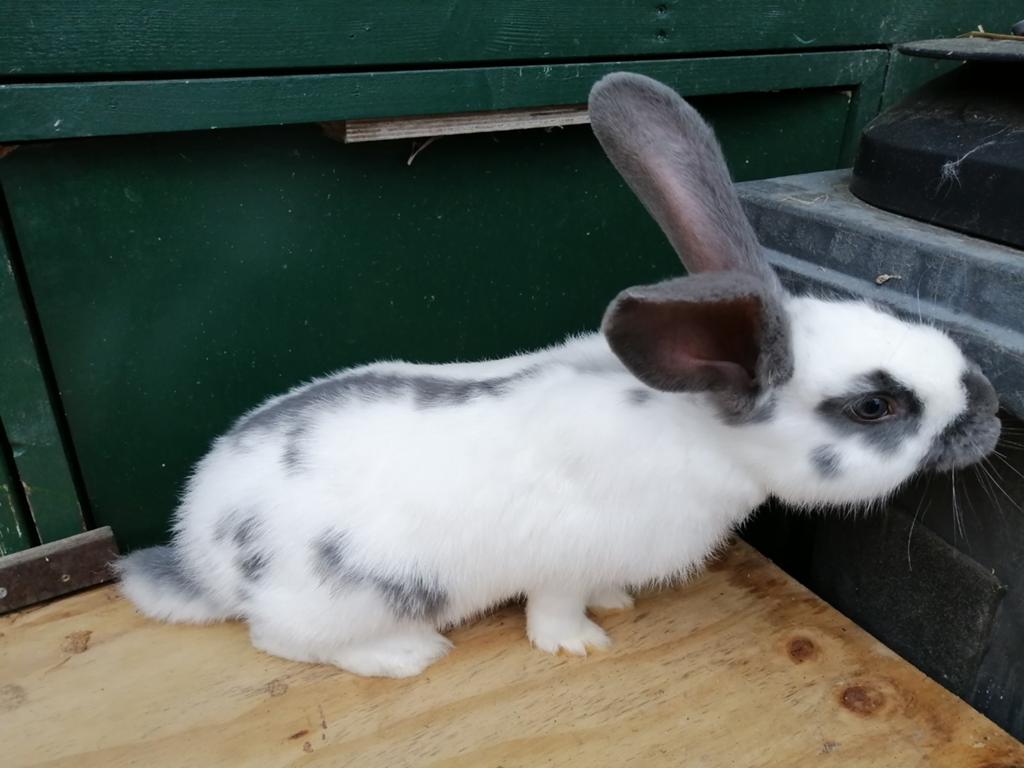 Lotharinger voedster, Dieren en Toebehoren, Konijnen, Vrouwelijk, Groot, 0 tot 2 jaar