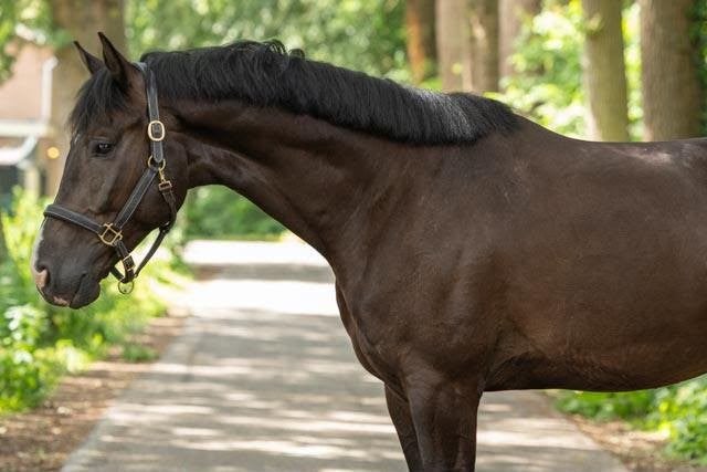 Brave 3 jarige ruin te koop, Dieren en Toebehoren, Paarden, Met stamboom, Ruin, Dressuurpaard, Zadelmak