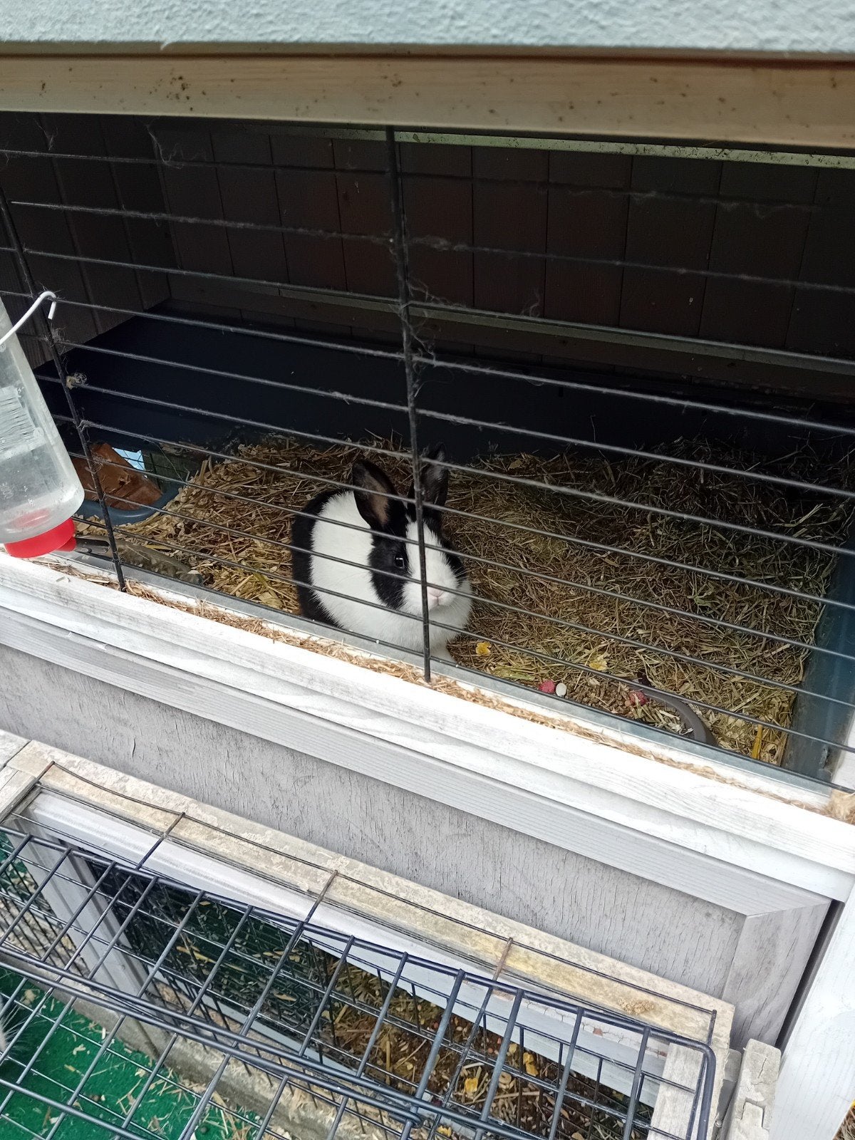 Mooie konijnen tekoop, Meerdere dieren, Middelgroot, 0 tot 2 jaar