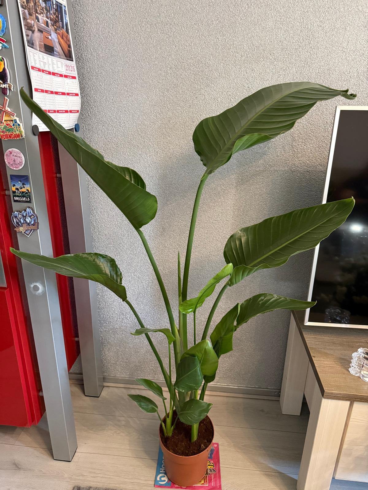 Strelitzia Nicolai (150cm), Ophalen, Halfschaduw, 150 tot 200 cm