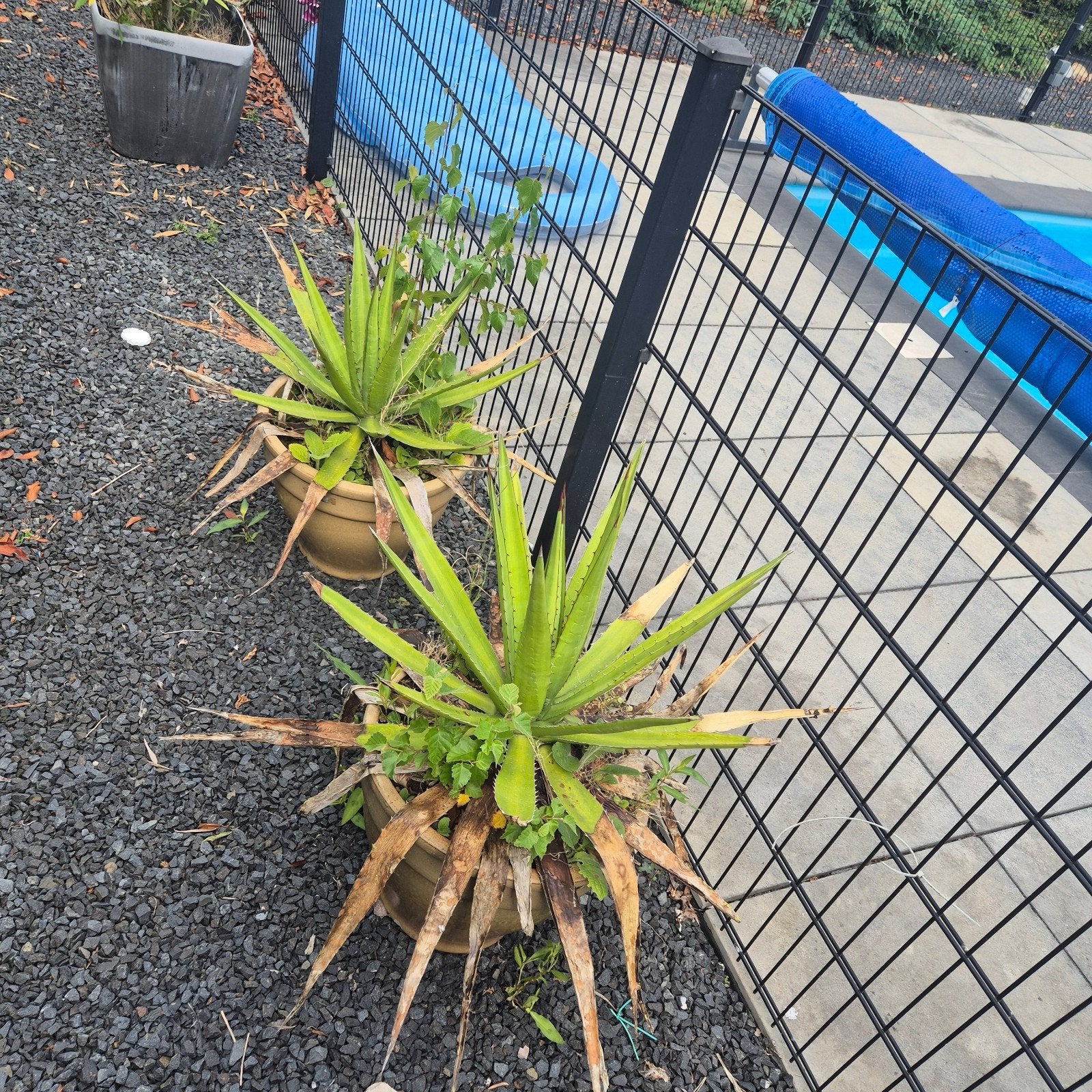 Agave, Tuin en Terras, Ophalen, Bloeit niet, Overige soorten, Volle zon