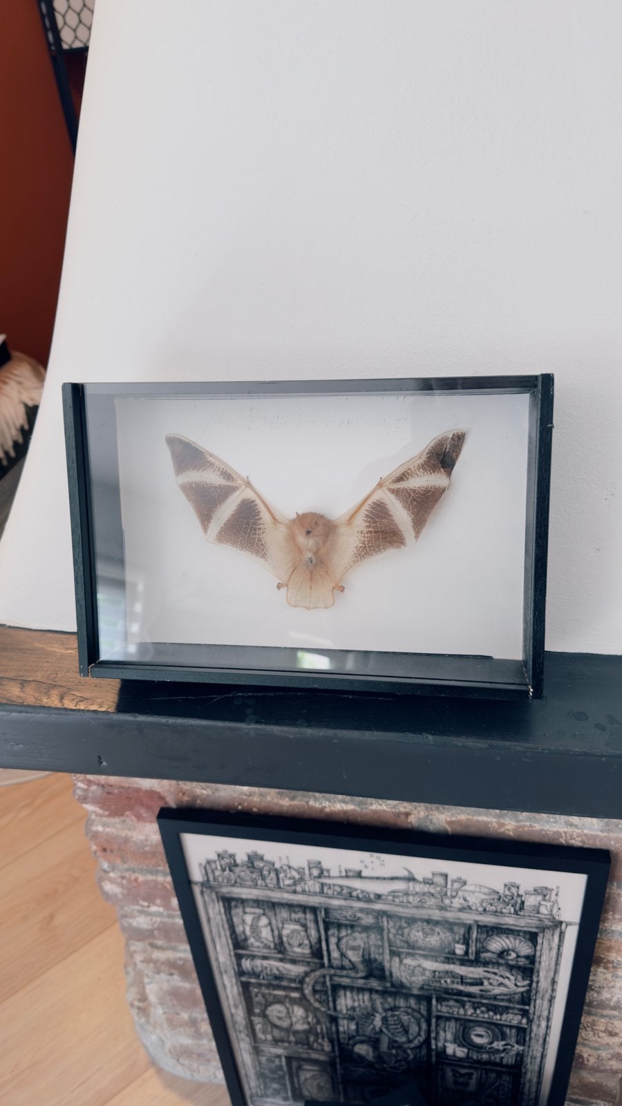 Opgezette vleermuis in lijst - Taxidermie, Verzamelen, Dierenverzamelingen, Ophalen of Verzenden, Gebruikt, Wild dier, Opgezet dier