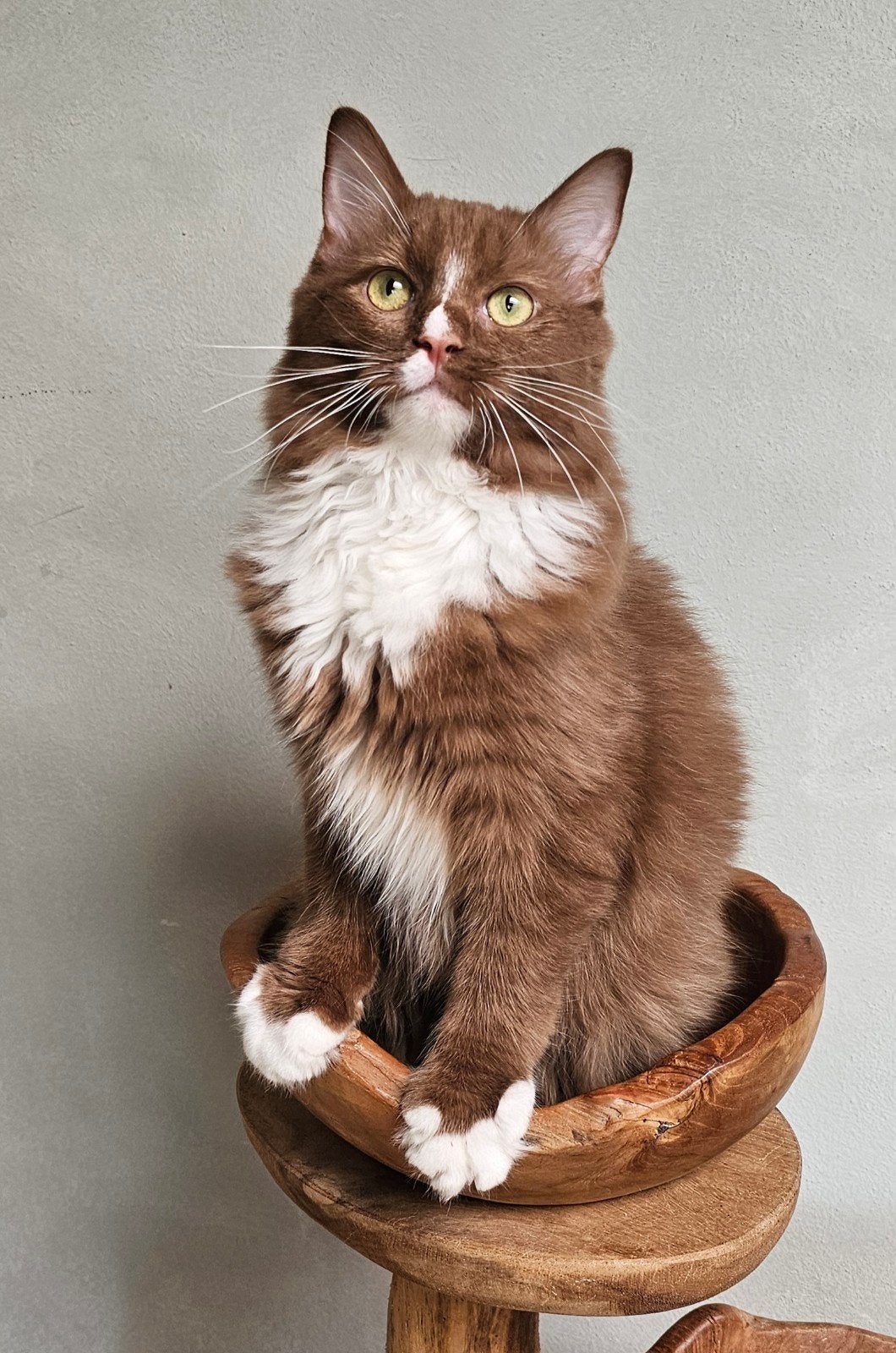 Cinnamon solid & White Ragdoll katertje, Kater, Met stamboom