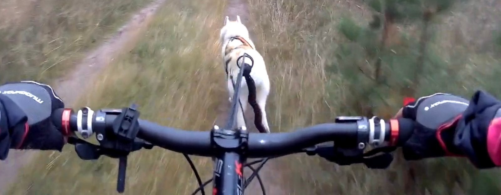 Bikejoring Mushing set met RVS antenne, klaar voor gebruik, Overige merken, Ophalen of Verzenden, Zo goed als nieuw, Overige typen
