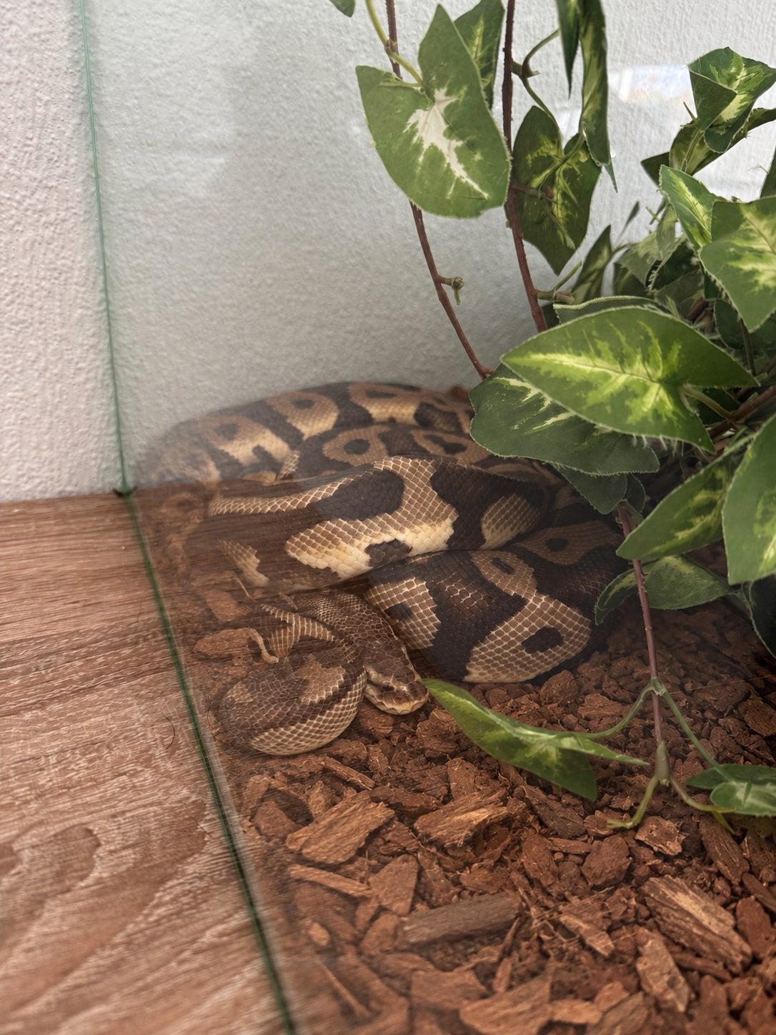 Slang en terrarium Ball Python photo 2