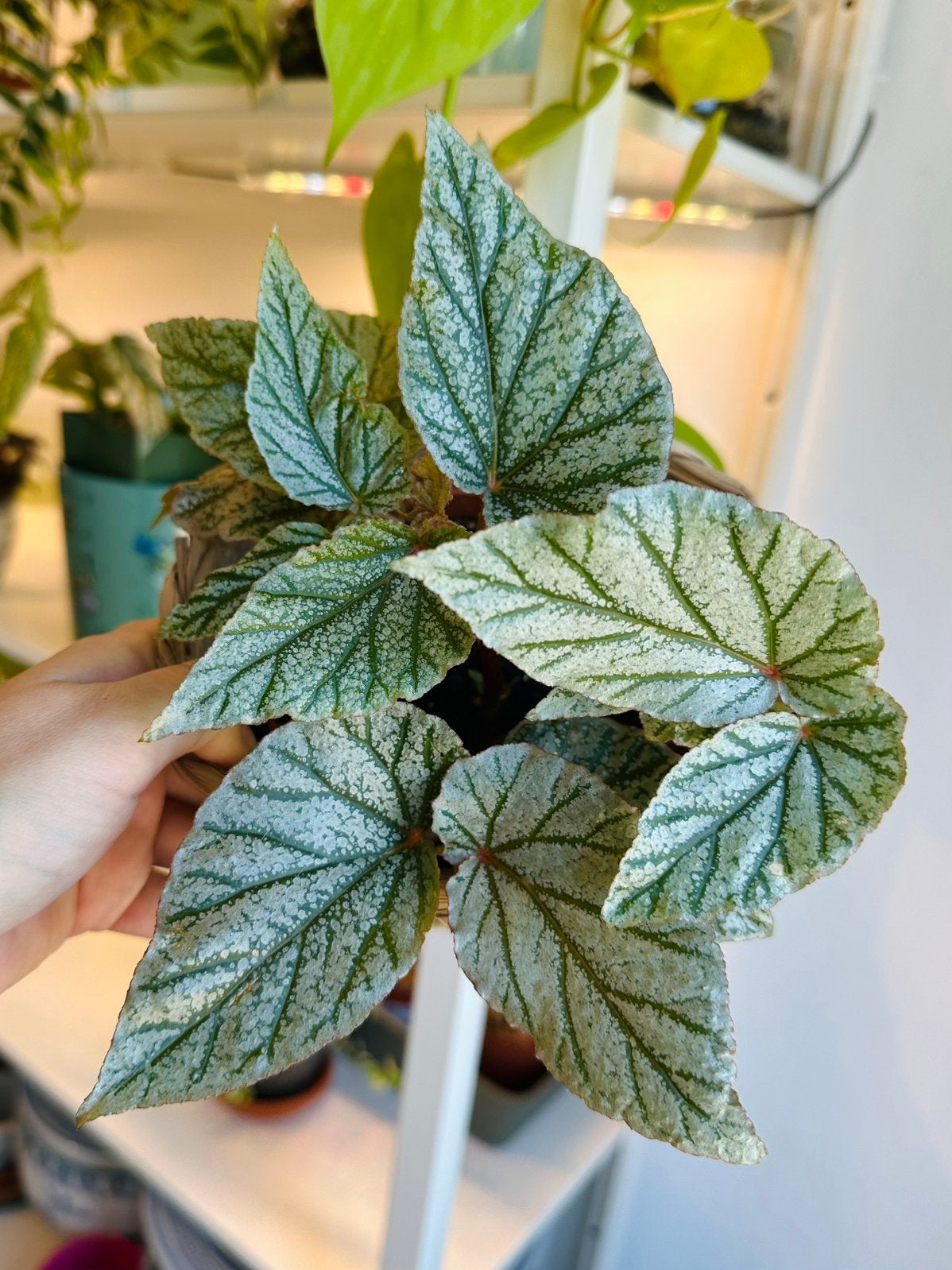 Begonia don miller, Ophalen of Verzenden, Halfschaduw, Minder dan 100 cm