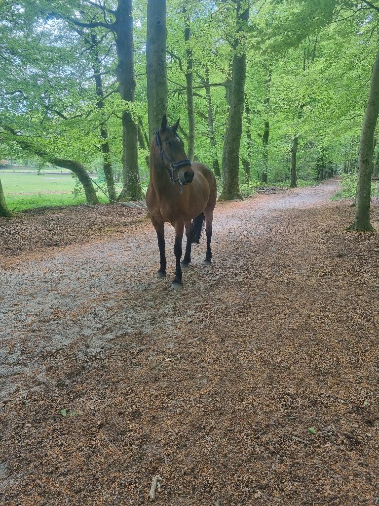 Verzorgpaard aangeboden Hattem, Dieren en Toebehoren, Ophalen