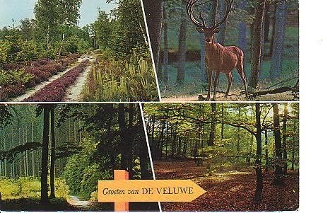 Ansichtkaart 	Veluwe	4-luik, Verzenden, 1960 tot 1980, Gelopen, Gelderland