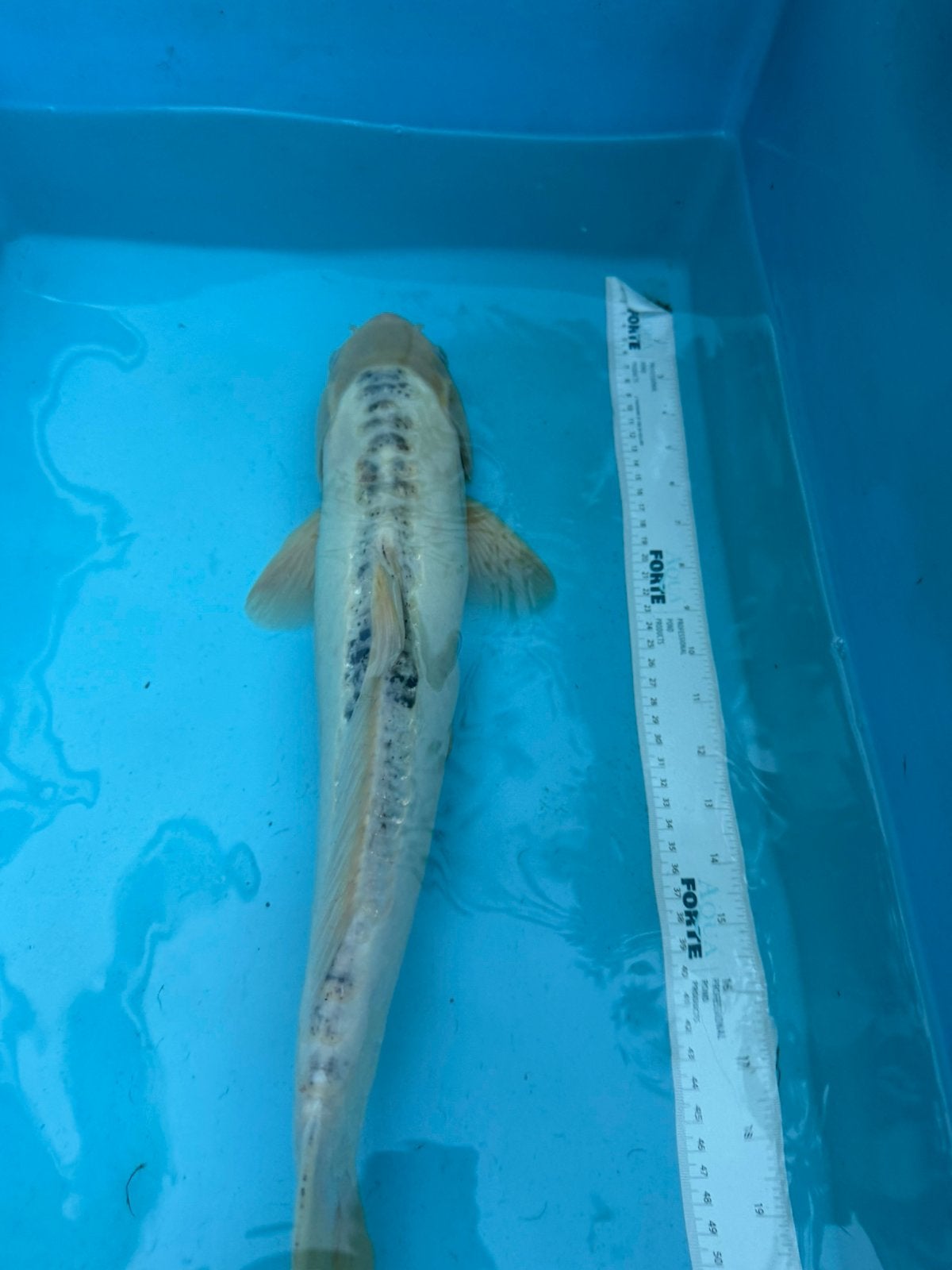 Doitsu Platinum Ogon Koi, Karper of Koi
