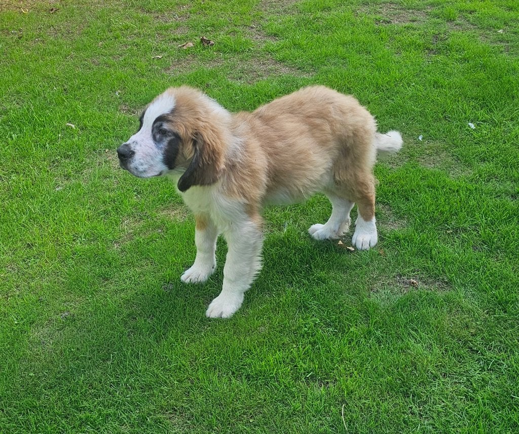 sint bernard reu, Dieren en Toebehoren, 15 weken tot 1 jaar, Reu, CDV (hondenziekte), Sennenhond