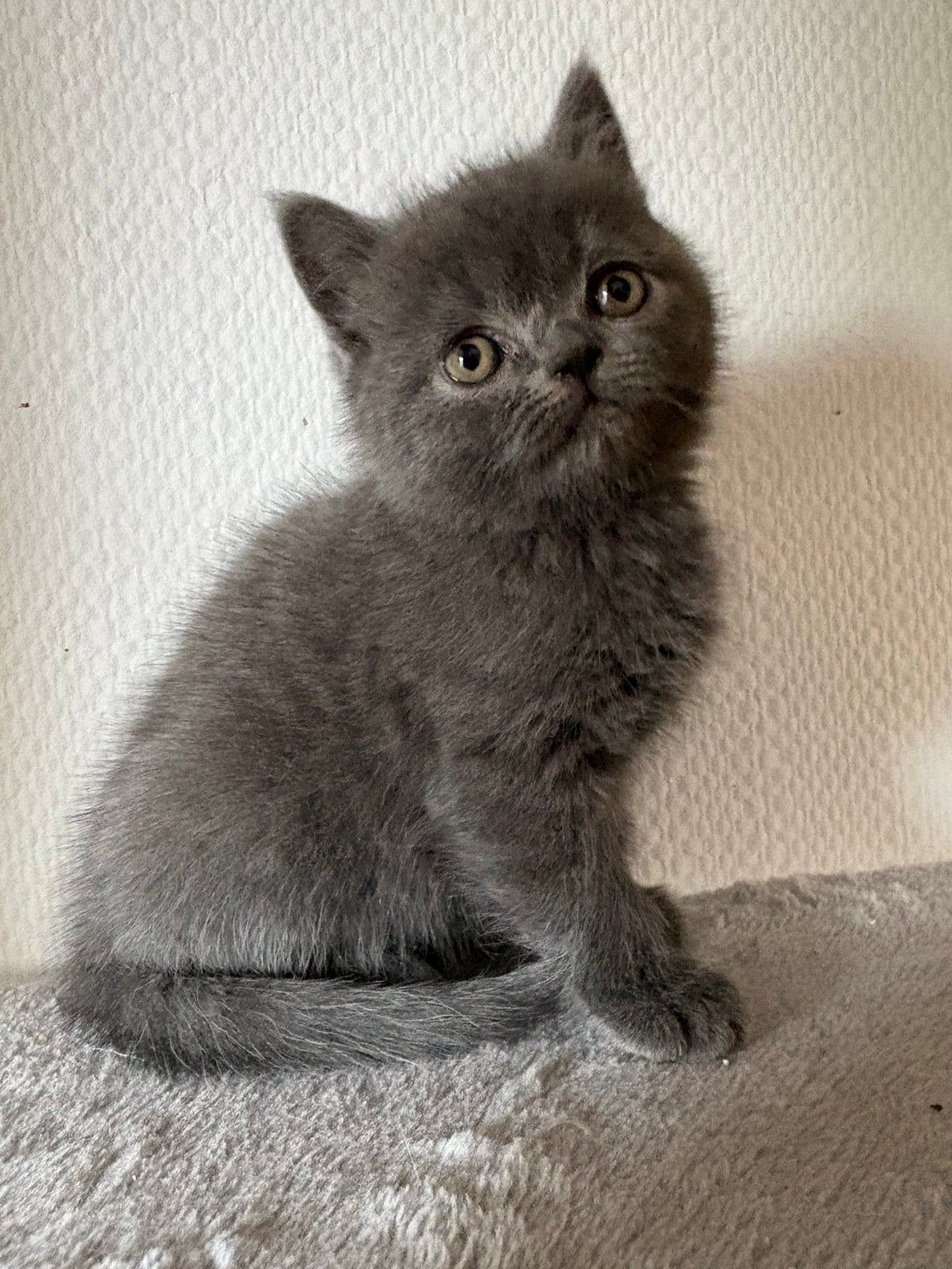 Britse korthaar x pers kittens ( nog 1 beschikbaar), Kater, Ontwormd