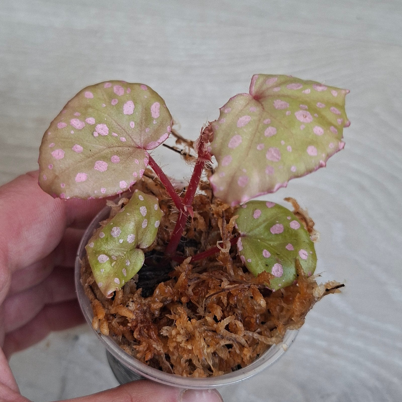 Begonia Muara Wahau plant, Ophalen of Verzenden, Nieuw, Overige materialen