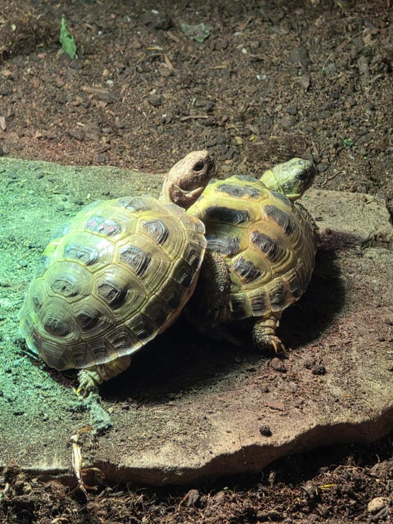 Testudo Horsfieldii Land Schildpadden, Dieren en Toebehoren, Reptielen en Amfibieën, Schildpad, 3 tot 6 jaar