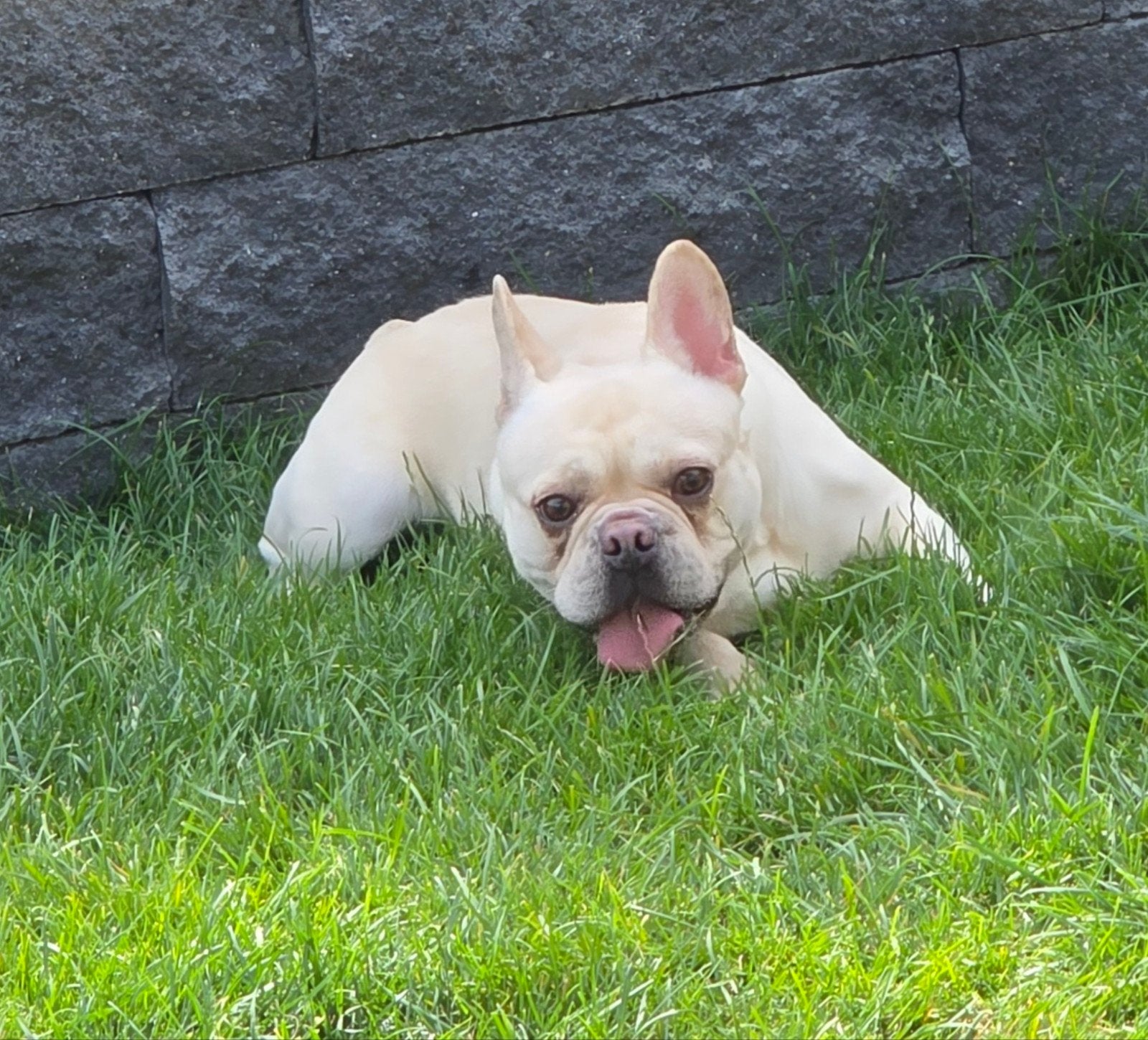 🥰 unieke isabella tan pied franse bulldog DEKREU Lorenzo 🥰, Particulier, Reu, 1 tot 2 jaar, Buitenland