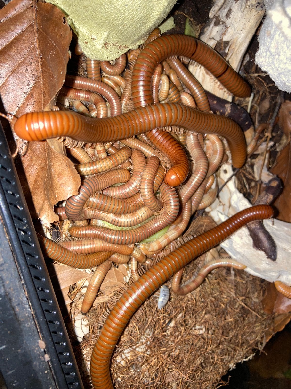 spirostreptus sp 1- miljoenpoten, Ophalen of Verzenden, Zo goed als nieuw, Overige diersoorten