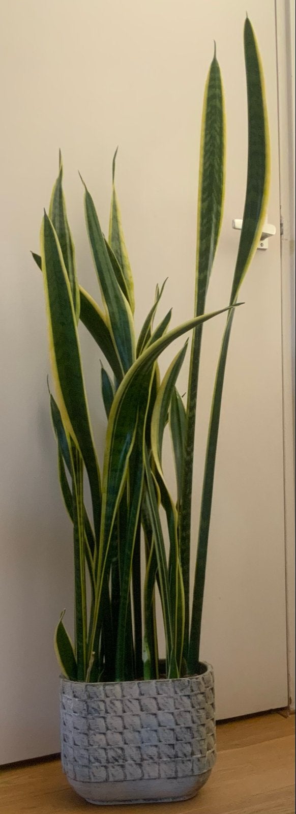 Sansevieria plant in pot - 127 cm hoog, Huis en Inrichting, Kamerplanten, Ophalen, 100 tot 150 cm, Overige soorten, Halfschaduw