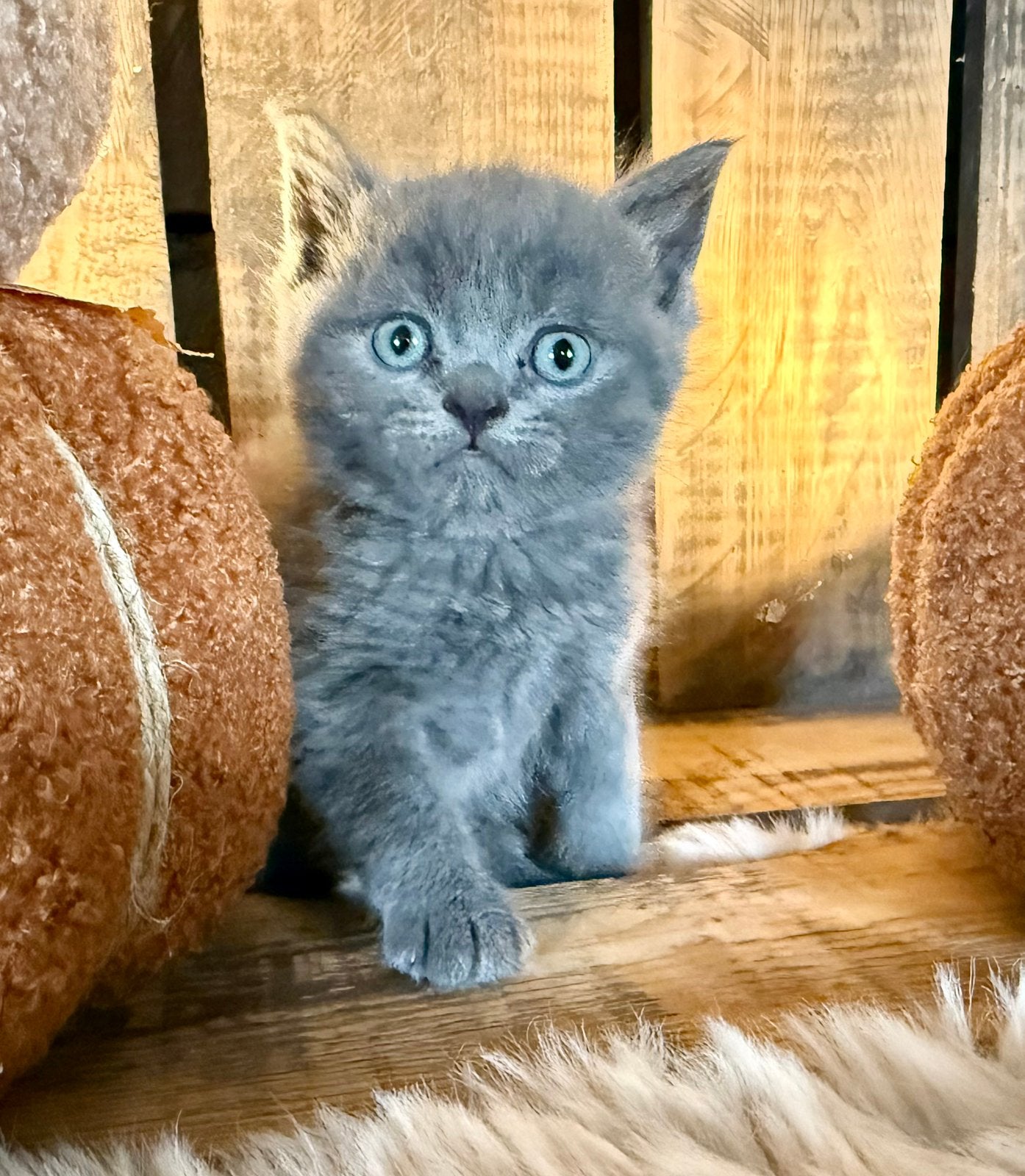 🩷💙 unieke lieve Britse korthaar kittens met stamboom🩷💙, Meerdere dieren, Met stamboom