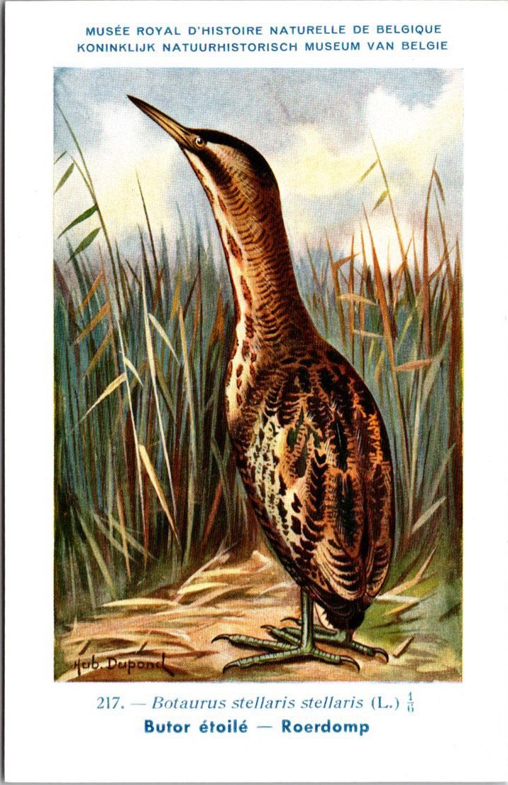 Roerdomp / Eurasian Bittern – Nº 217 – (KBIN / IRSNB), Verzamelen, Ansichtkaarten | Dieren, Verzenden, 1940 tot 1960, Ongelopen