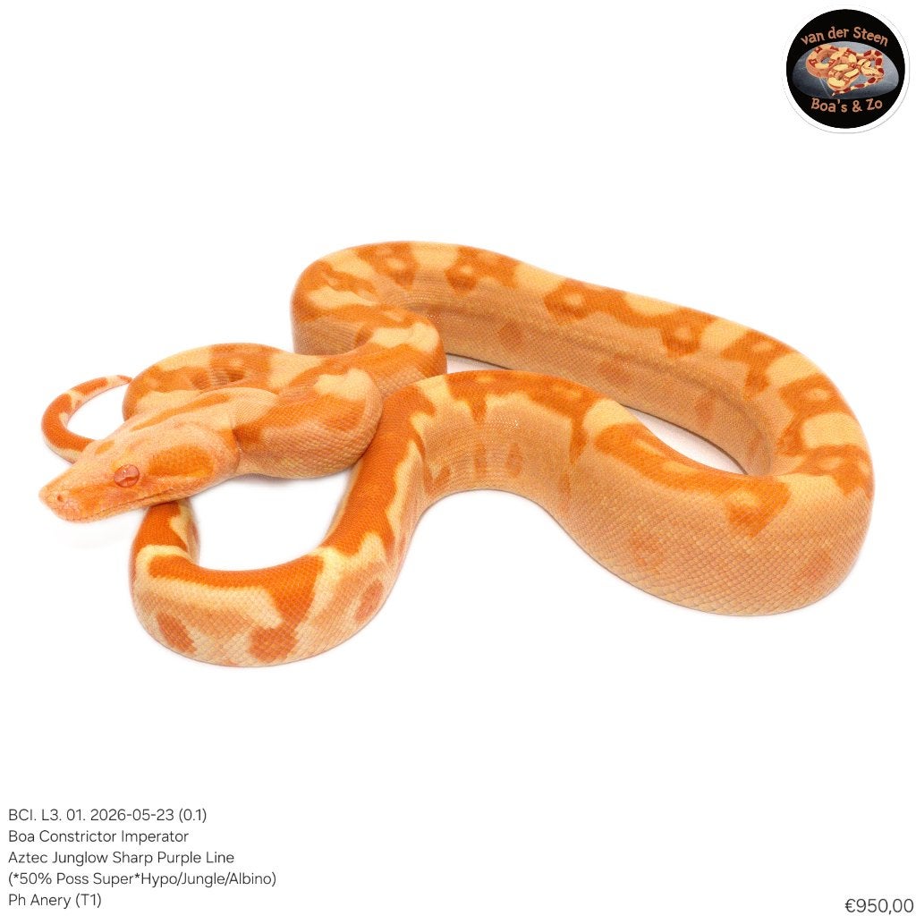 Boa Constrictor Imperator Litter 03 2026 Boa Constrictor - male for sale from Dennis van der Steen