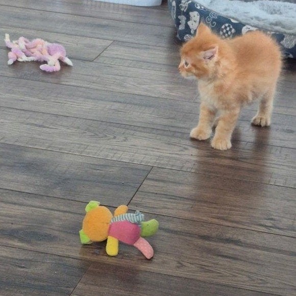 Maine coon kittens, Dieren en Toebehoren, Katten en Kittens | Raskatten | Langhaar, Meerdere dieren, Gechipt, 0 tot 2 jaar