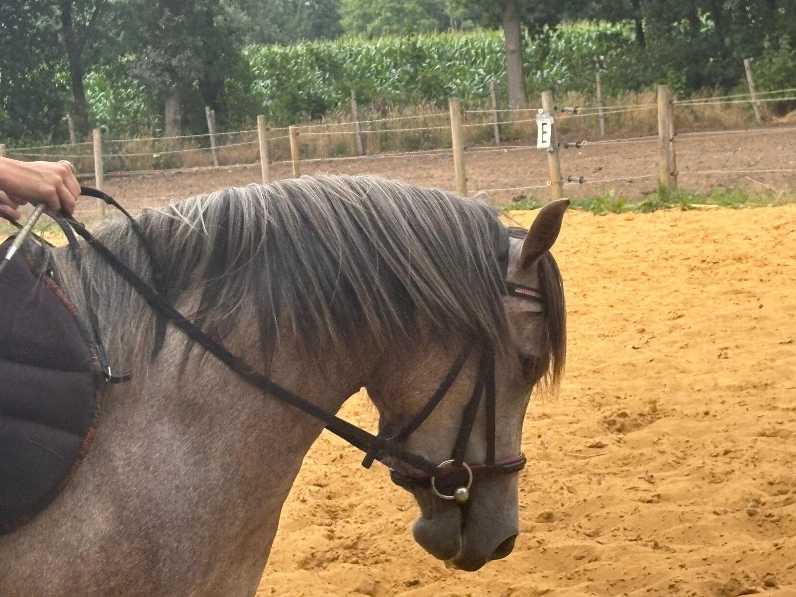 Onwijs coole c-pony!, Dieren en Toebehoren, Merrie, Springpony, 3 tot 6 jaar, C pony (1.27m tot 1.37m)
