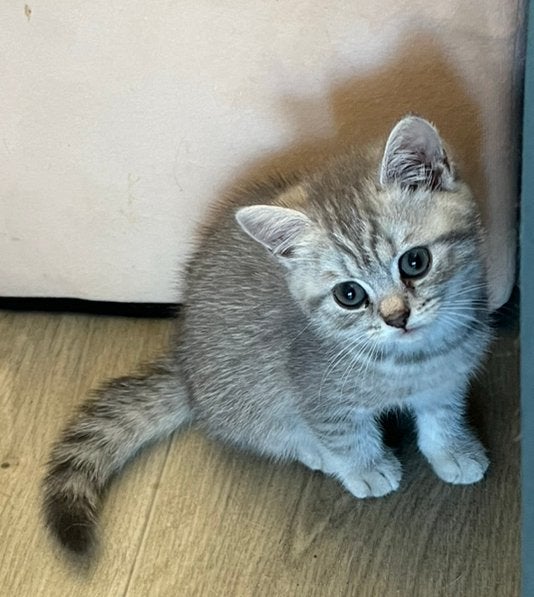 Britse korthaar kittens poesjes te koop, Dieren en Toebehoren, Poes, Ontwormd, 0 tot 2 jaar