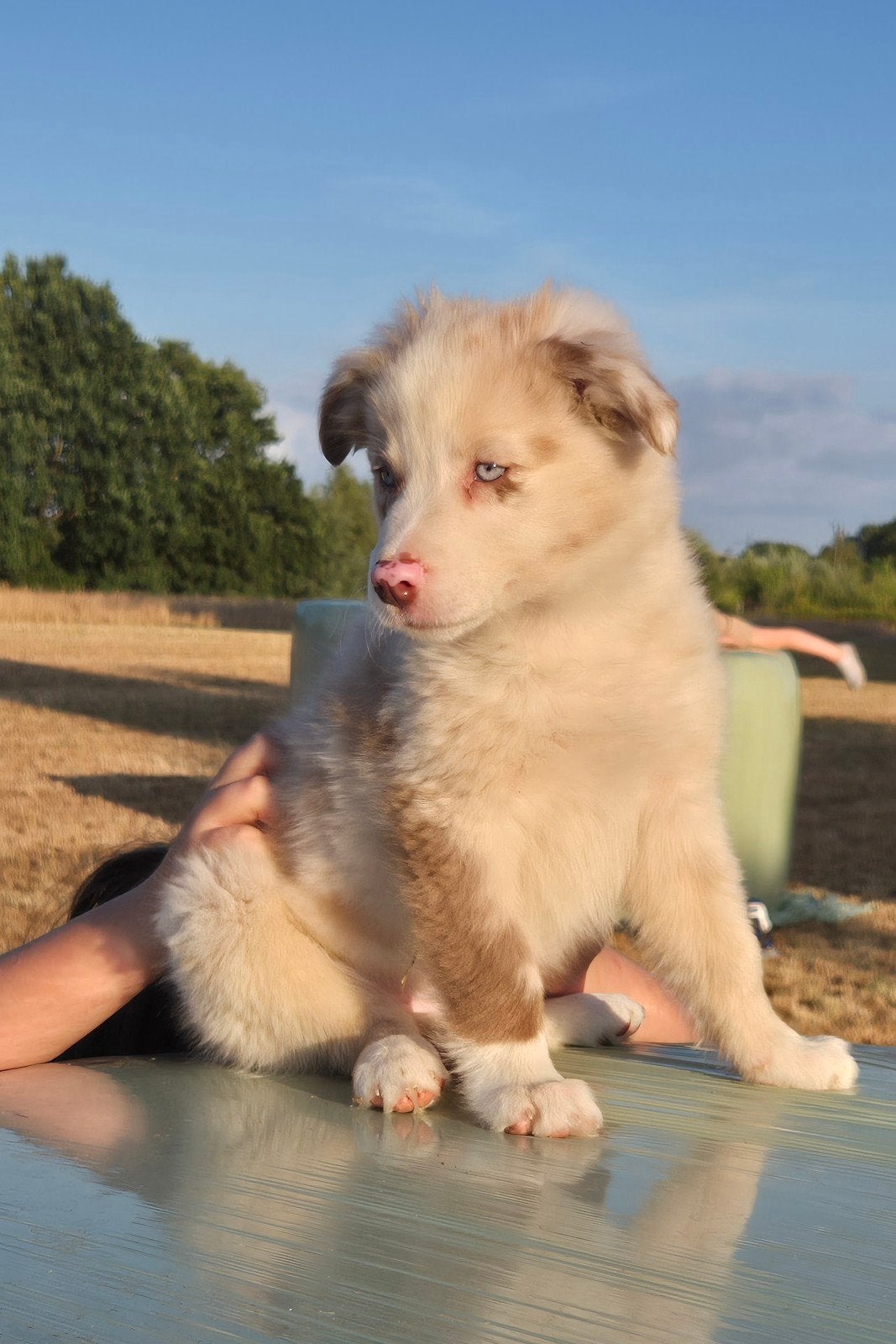 Super leuke Border collie x Australian shepherd pups, Dieren en Toebehoren, Honden | Niet-rashonden, Parvo, 8 tot 15 weken, Meerdere