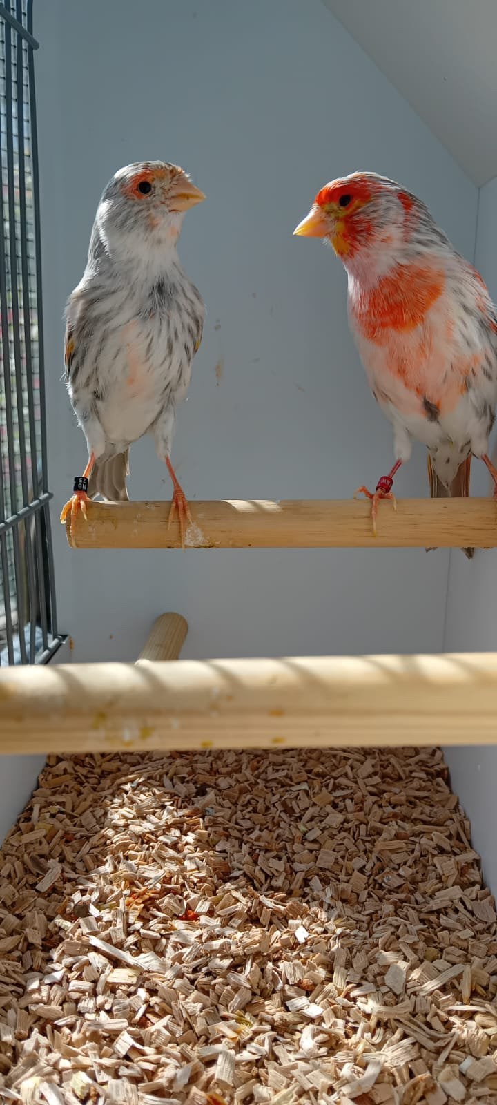Kanarie Agaat topaas rood mozaïek koppel 2024 /2025, Dieren en Toebehoren, Vogels | Kanaries, Meerdere dieren, Kleurkanarie