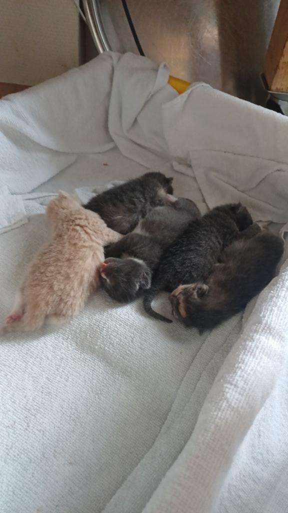 Te koop mooie kittens