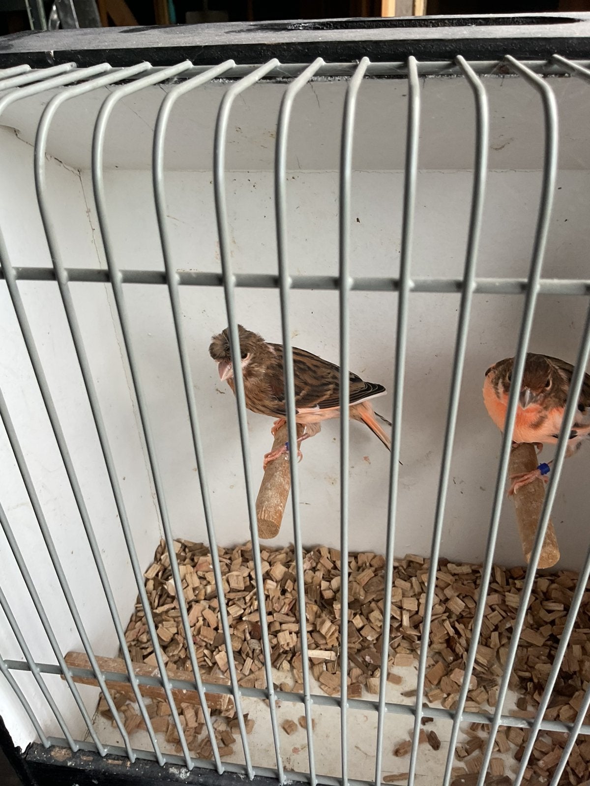 Mooie harlekijn, Dieren en Toebehoren, Vogels | Kanaries, Meerdere dieren, Postuurkanarie